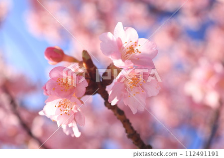 Kawazuzakura 8652 112491191