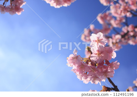 Kawazuzakura8703 Kawazuzakura8703 112491196