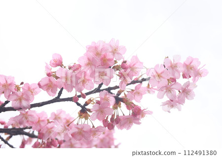 河津櫻8491 112491380