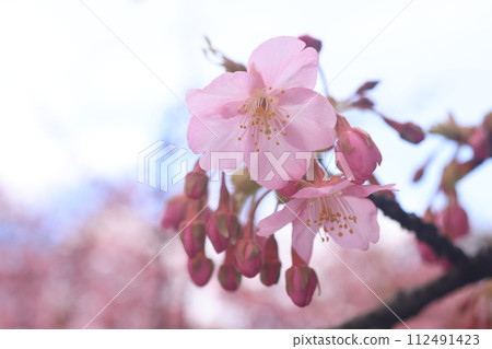 河津櫻8538 112491423