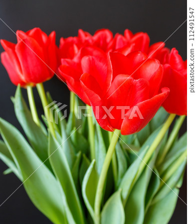 The beauty of a tulip The beauty of a tulip 112491547