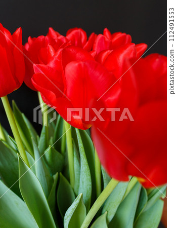 The beauty of a tulip The beauty of a tulip 112491553
