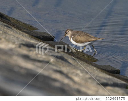 河中的鷸 112491575