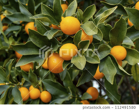 A lot of kumquat fruit 112491580