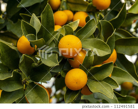 A lot of kumquat fruit A lot of kumquat fruit 112491581