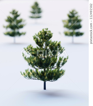 Christmas trees in the snow 112491582