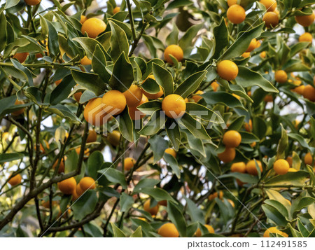 A lot of kumquat fruit A lot of kumquat fruit 112491585