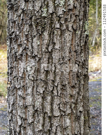 Oak tree bark Oak tree bark 112491588