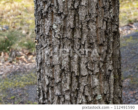 橡樹皮 112491590
