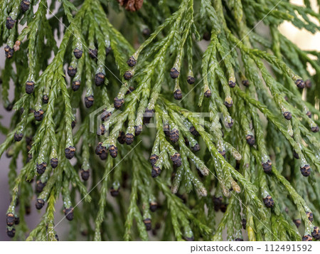 西班牙鯖魚(植物)葉和雄花蕾 西班牙鯖魚(植物)葉和雄花蕾 112491592