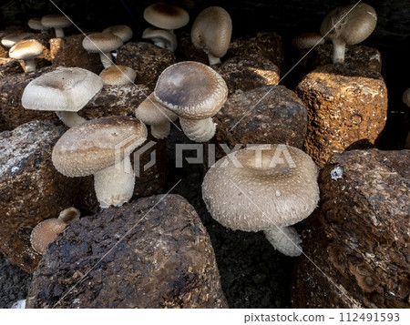 香菇木屑栽培（菌床栽培） 112491593