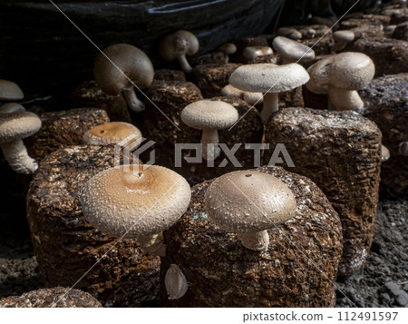 香菇木屑栽培（菌床栽培） 112491597