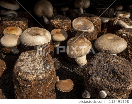 香菇木屑栽培（菌床栽培） 112491598