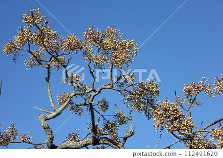 Chinaberry Ha Futaba Yoriyoshi Shiiga Sandalwood Dehanainoga Chinaberry ……… Chinaberry ……… Chinaberry Ha Futaba Yoriyoshi Shiiga Sandalwood Dehanainoga Chinaberry ……… Chinaberry ……… 112491620