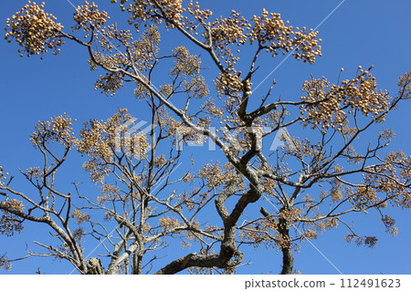 Chinaberry Ha Futaba Yoriyoshi Shiiga Sandalwood Dehanainoga Chinaberry ……… Chinaberry ……… 112491623