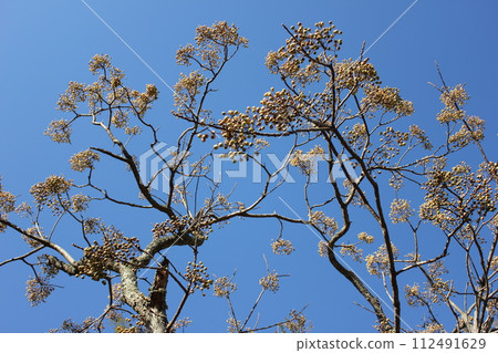 Chinaberry Ha Futaba Yoriyoshi Shiiga Sandalwood Dehanainoga Chinaberry ……… Chinaberry ……… Chinaberry Ha Futaba Yoriyoshi Shiiga Sandalwood Dehanainoga Chinaberry ……… Chinaberry ……… 112491629