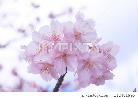 Kawazuzakura8367 112491680