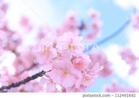 河津櫻8394 112491692