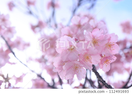 河津櫻8398 河津櫻8398 112491693
