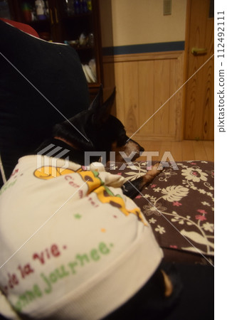 Back view of your dog in daily life 112492111