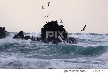 Rough sea reefs and flying black-tailed gulls 112492156