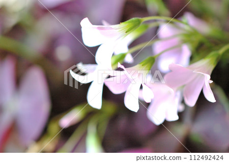 Oxalis Triangle Laris 112492424