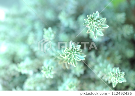 smoked grass smoked grass 112492426