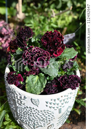 Frilled pansies with double blooms that look like balls. 112492647