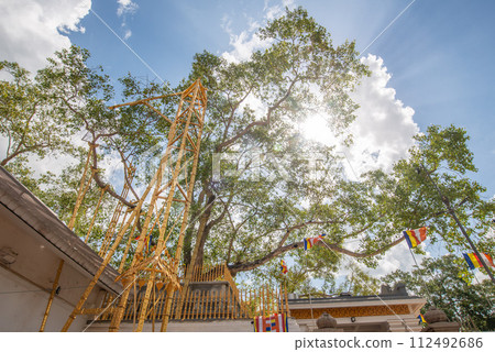 Jaya Sri Maha Bodhi the oldest living human-planted tree in the world with a known planting date in ancient city of Anuradhapura, Sri Lanka. Now is the sacred relics of the Buddhists over the world. 112492686