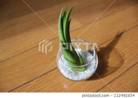 Airplants \\\\ TILLANDSIA //// 112492854