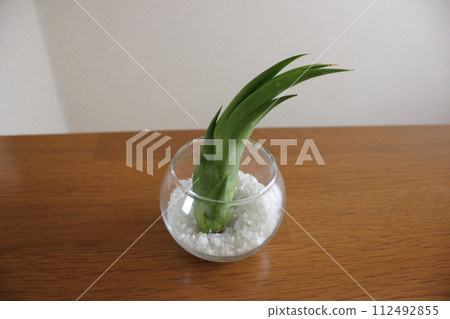 Airplants \\\\ TILLANDSIA //// 112492855