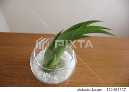 Airplants \\\\ TILLANDSIA //// 112492857
