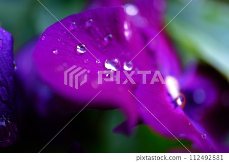水滴在花瓣上翩翩起舞 水滴在花瓣上翩翩起舞 112492881