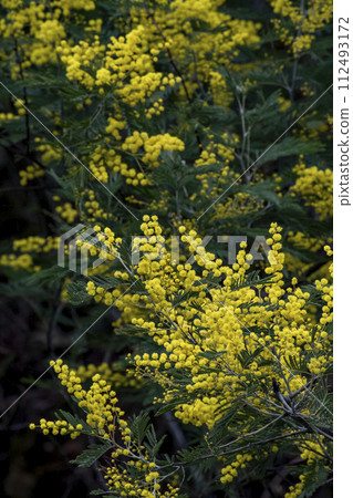 Husbandan黃色花 Husbandan黃色花 112493172