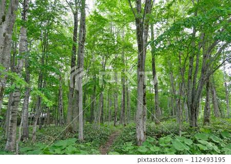 The fresh greenery in Hokkaido is vivid and beautiful. The fresh greenery in Hokkaido is vivid and beautiful. 112493195
