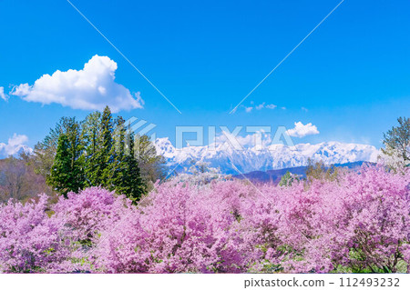 [Spring material] Cherry blossoms, Northern Alps, blue sky, watercolor style [Nagano Prefecture] 112493232