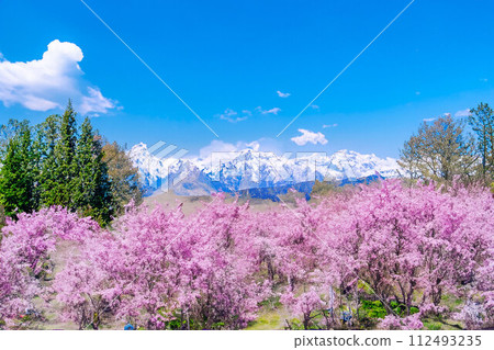 [Spring material] Cherry blossoms, Northern Alps, blue sky, watercolor style [Nagano Prefecture] 112493235