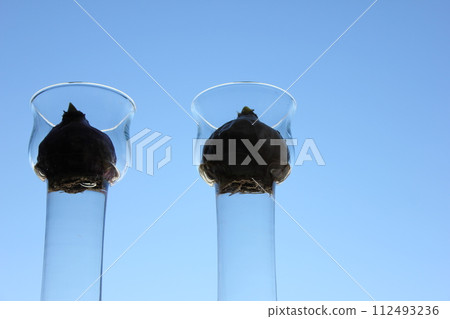 Tulips in the autumn sky ◦ ○ ° ◯ ° ○. Hydroponics ° ○ ° ◯ ° ○. 112493236