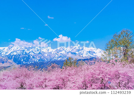 [Spring material] Cherry blossoms, Northern Alps, blue sky, watercolor style [Nagano Prefecture] 112493239