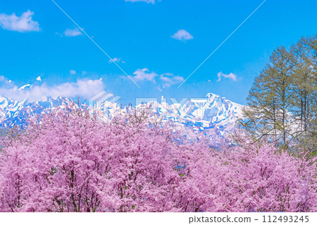 【春天素材】櫻花、北阿爾卑斯山、藍天、水彩風格【長野縣】 【春天素材】櫻花、北阿爾卑斯山、藍天、水彩風格【長野縣】 112493245