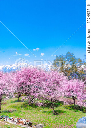 【春天素材】櫻花、北阿爾卑斯山、藍天、水彩風格【長野縣】 【春天素材】櫻花、北阿爾卑斯山、藍天、水彩風格【長野縣】 112493246