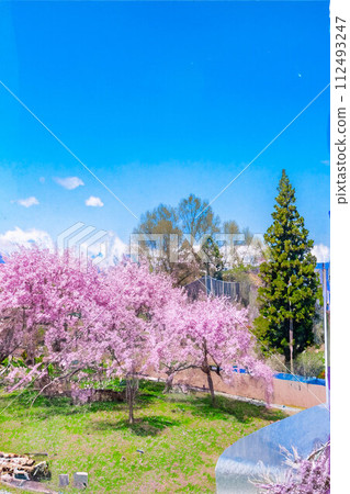 【春天素材】櫻花、北阿爾卑斯山、藍天、水彩風格【長野縣】 【春天素材】櫻花、北阿爾卑斯山、藍天、水彩風格【長野縣】 112493247