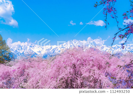 【春天素材】櫻花、北阿爾卑斯山、藍天、水彩風格【長野縣】 【春天素材】櫻花、北阿爾卑斯山、藍天、水彩風格【長野縣】 112493250