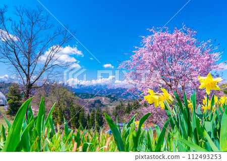 【春天素材】櫻花、北阿爾卑斯山、藍天、水彩風格【長野縣】 【春天素材】櫻花、北阿爾卑斯山、藍天、水彩風格【長野縣】 112493253