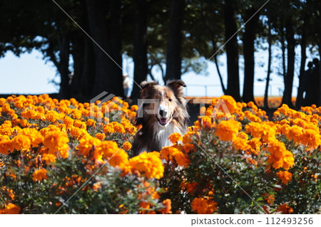 萬壽菊和遛狗形象花園謝爾蒂設得蘭群島牧羊犬 萬壽菊和遛狗形象花園謝爾蒂設得蘭群島牧羊犬 112493256