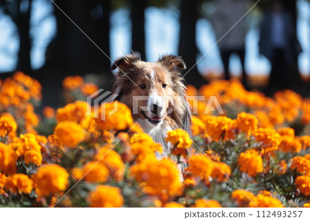 萬壽菊和遛狗形象花園謝爾蒂設得蘭群島牧羊犬 萬壽菊和遛狗形象花園謝爾蒂設得蘭群島牧羊犬 112493257