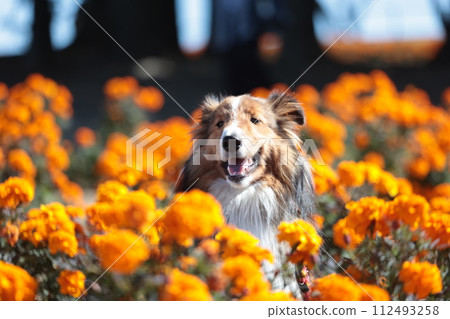 萬壽菊和遛狗形象花園謝爾蒂設得蘭群島牧羊犬 萬壽菊和遛狗形象花園謝爾蒂設得蘭群島牧羊犬 112493258