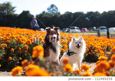 萬壽菊和狗散步形象花園謝爾蒂設得蘭群島牧羊犬日本斯皮茨斯皮 萬壽菊和狗散步形象花園謝爾蒂設得蘭群島牧羊犬日本斯皮茨斯皮 112493259