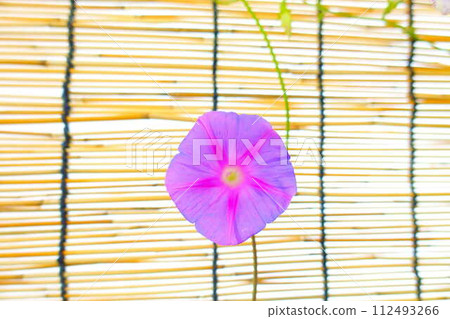 Morning glory morning glory morning glory Morning glory morning glory morning glory 112493266