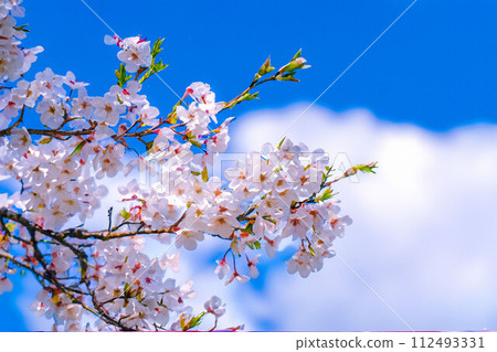 [Cherry blossom material] Cherry blossoms and blue sky, watercolor style [Nagano Prefecture] 112493331